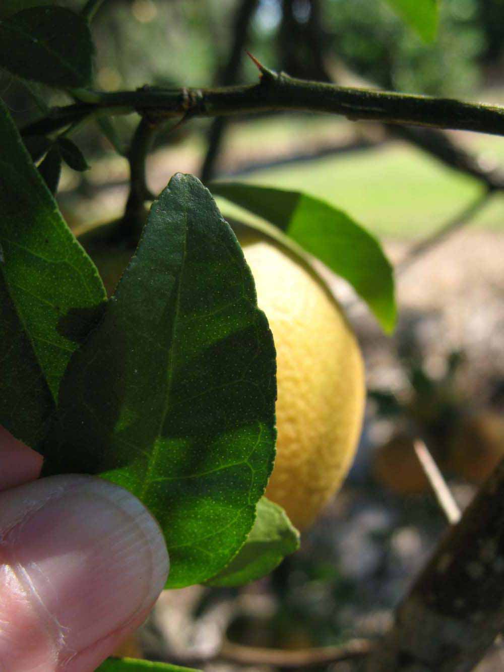              Margin (Winter Haven, FL)       